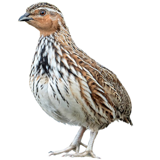 Stubble Quail